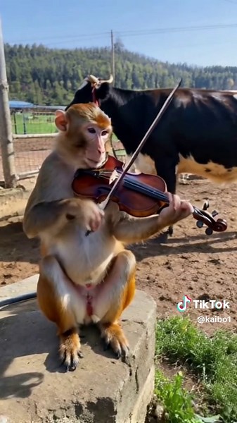 Animals Playing Piano and Violin in Cute Clips