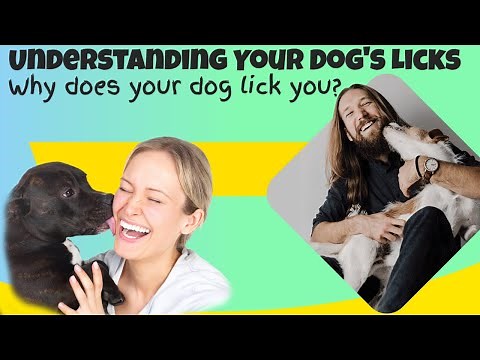 Understanding Your Dog's Licks: Why does your dog lick you?