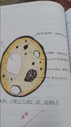 Yeast cell diagram #biology #easydiagram #yeastcell #diagrams