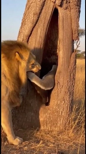 Lion vs Honey Badger Inside Tree Hollow Nonstop Struggle & Explosive Final Pull! 🦁🔥 #wildlife