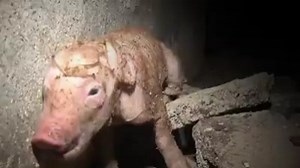 Animals reared on factory farms live in terrible conditions and most of the animals are slaughtered while still less than one year old. https://www.aspca.org/animal-cruelty/farm-animal-welfare/animals-factory-farms Meat, Egg and Dairy Alternatives https://www.vegan.com/vegan-alternatives/ | Animal Matters
