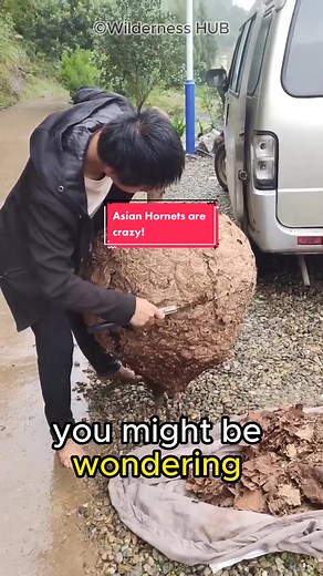 Fascinating Facts About Asian Hornets