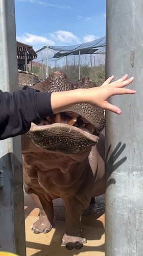 95K views · 120K reactions | Even the pros make mistakes 鍊 . . . . . #animals #cuteanimals #animal #zoo #aww #fyp #foryou #fy #animals #wildlife #cuteanimals #animal #zoo #zoos #animalsofig #animalsofinstagram #animaladdicts #animallovers #hippo #hippos | San Antonio Zoo | Facebook