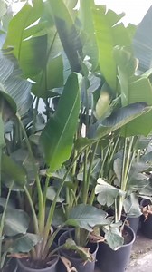 ‼️ remise exceptionnelle ‼️ Strelitzia Augusta ⭕Pot 30*30 cm ⬆️Hauteur entre 1m80 et 2 mètre avec le pot ❎Prix 90 DT au lieu de 120 DT 📌9 rue khedija Bent khouiled menzah 6 ☎️29542942 🚛Livraison gratuite sur le grand Tunis #strelitziaaugusta #lesvertstunisie | Les Verts Tunisie