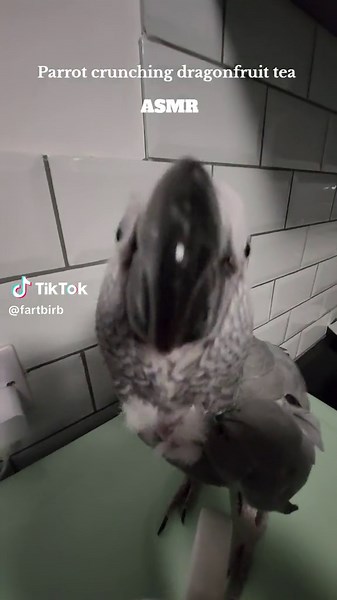 Cute Bird ASMR Videos Compilation | Relaxing Bird Sounds for Parrot Lovers