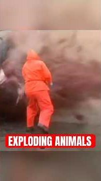 3 Animals That Can Literally Explode