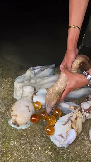 You Won’t Believe This Sea Creature 😳