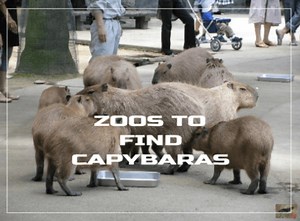 10 Zoos Around The World Where Capybaras Can Be Seen