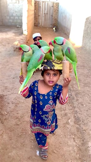 cute parrot fan #parrots #funny#parrotlover #baby #parrots