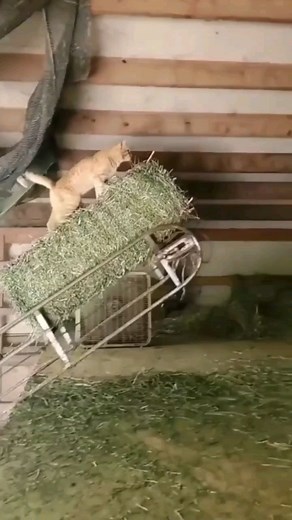 ▶️Weeememes◀️ on Instagram: "Follow for more weee😂👍 #weee#wee#funny#memes#viral#instagram#reels#fails#fail#reels#cat#cats#dog#dogs#monkey#scream"