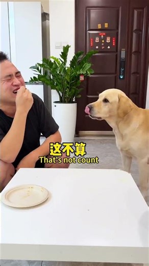 【旺仔很忙🐶wangzai is busy】狗子：终究是太大意了 I was just too careless after all.
