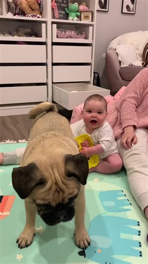 Adorable Baby and Pug Compilation 2021