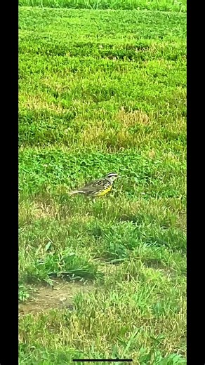 Emily Chappell on TikTok