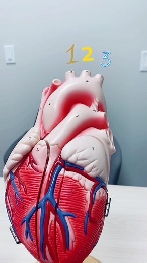 #cardiology #doctor #anatomy #nurse #medicalstudent #cardiologia #ecg #physicianassistant #medicine #premed