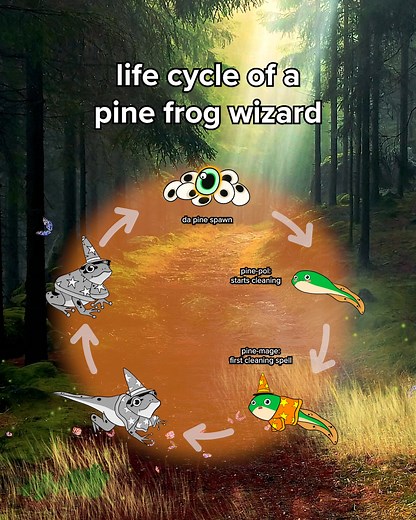 The Hyla Magus Pinetorum or "Wizard Tree-Frog of the Pines." You don't master the cleaning powers of Da Pine overnight! #pinesol #omgdapine #pinefrogwizard #pinepol #cleanmysol #education #frogsoftheforest #hylamaguspinetorum | Pine-Sol
