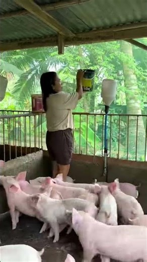 Feeding Pigs 101: What NOT to Do! #PigFeed #FarmTips #AgriTips