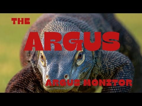 Do you know: The Argus Monitor | Sees the Future Before It Hits