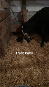 Fresh baby.🖤 #cow #adorable #animalfarm #funnyfarm #reels #farmlife #trending | Einstein The Donkey
