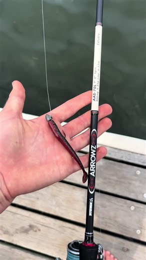 Carp Fishing Tips for Beginners