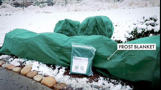 Frost Armor Blanket 10.5' Foot X 12' Foot (Frost Protection for Plants)