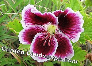 植物: Edelgeranien、Pelargonium Grandiflorum-ケアと越冬 | 2025