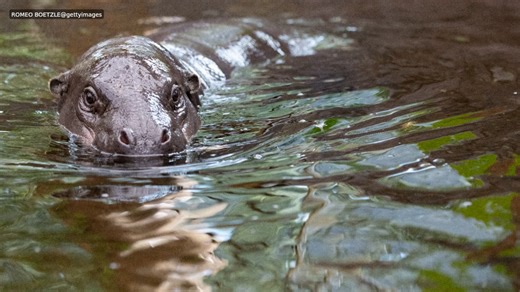 The cutest endangered animal you’ve never heard of: Meet the pygmy hippo