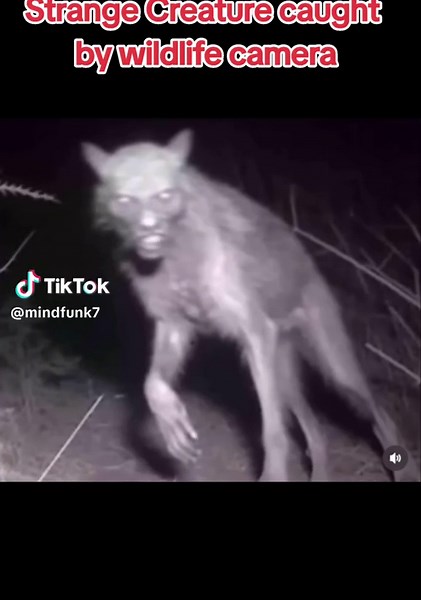 Mysterious Cryptid Sightings: Uncovering Strange Creatures