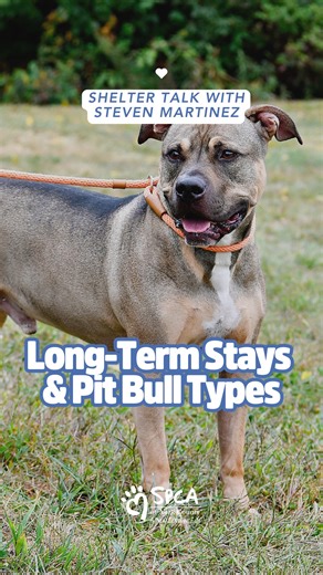 🐾 Shelter Talk: Part 4 – Long-Term Residents & Pit Bull–Type Dogs 🐾 At the York County SPCA, we closely manage our long-term residents to ensure each pet’s journey is guided with care, patience, and purpose. ❤️ Our pit bull–type dogs often experience longer lengths of stay — not because of who they are, but due to stereotypes, housing restrictions, and the fact that they are the most commonly bred dog in York County. While we aim to keep our overall length of stay low, our priority is always t
