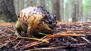 Striking Yellow-Black Rain Frog Found, Is Already Endangered