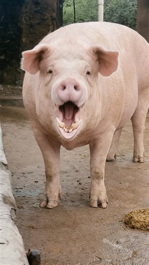 Sound of pig 🐷 Pig Makes Unexpected Sound That Will Make You Laugh 🐖😂