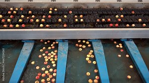 Apples On Sorting Conveyor Belt Coming Out of High Speed Optical Apple Grading and Sorting Machine. HD Cameras Inspect the External Quality of the Fruit. Fruit Processing Machinery. Apple Processing. Stock Video