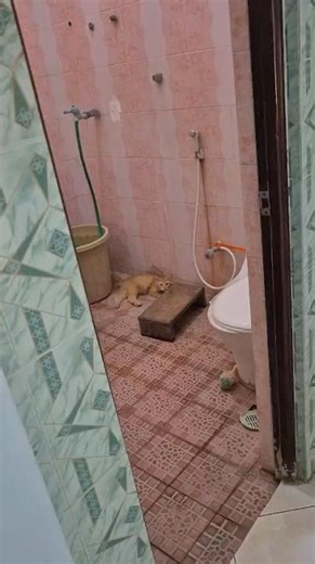Clumsy Kitten Fails That Are Too Cute 😂🐱
