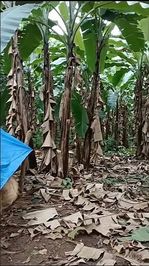 The Golden Thread: Traditional Abaca Fiber Extraction 🧶🍌🌱