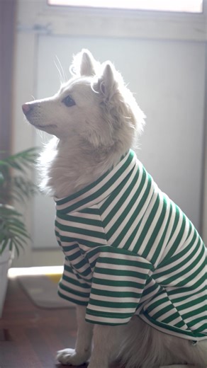Stylish Dog Fashion: Dress Your Pet in Cute Stripes