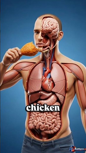 "Fried Chicken 🍗: Learn About Its Benefits✅ and Risks"⚠️ || #healtheducation #digestivesystem