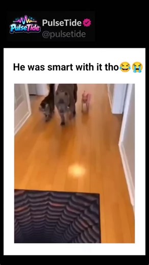 pulsetide on Instagram: "1. The "Brown" Connection The name Bruno comes from the Old High German word "brūn," which literally means brown. Historically, it was a name given to dogs with chocolate, liver, or tan coats. Even today, it remains one of the top five most popular names for chocolate-colored breeds like Chesapeake Bay Retrievers and Chocolate Labs. 2. A Town’s Official "Ambassador" One of the most famous real-life Brunos was a wandering stray in Longville, Minnesota. For over 12 years, 