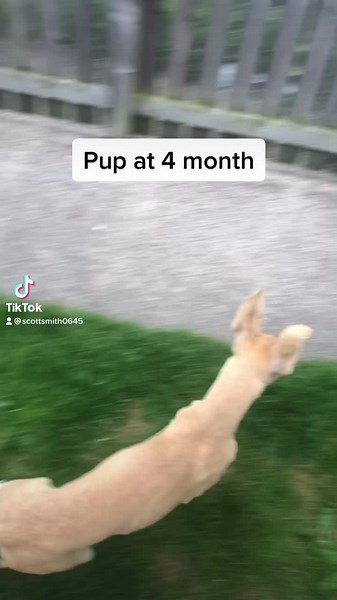 Training Lurcher Puppies and Hare Coursing Tips