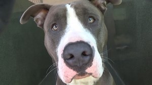 73 reactions · 171 shares | ADOPTED  A5472110 ✰ ROWAN -4/11/22-...