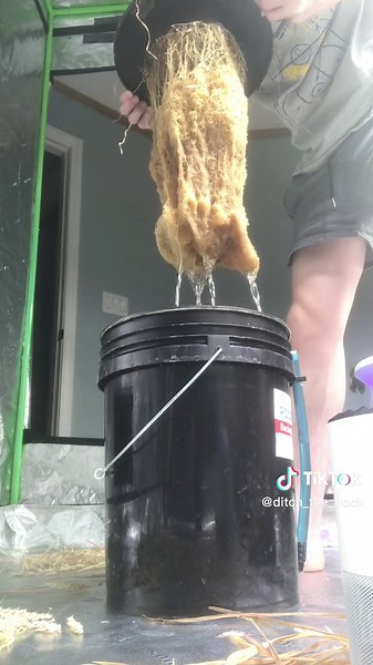 Ditch The Flock on TikTok