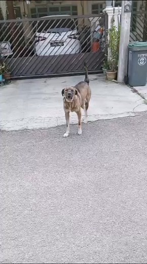 21K views · 281 reactions | Aduan Awam Mohon Tuan Anjing Ini Sila Letak Anjing Anda Dalam Rumah. Orang Nak Buat Kerja Pun Susah.  Jln 7 tmn murni #InfoKluang #KHi | KHI | Facebook