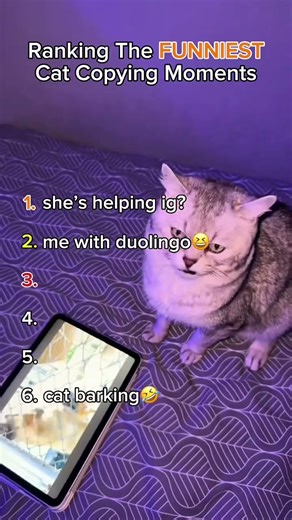 Ranking Copycat Moments 🐱🔥