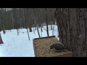 Up Close and Personal with the Brown Creeper | Stunning HD Close-Up Footage