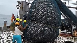 273K views · 5K reactions | Awesome Fish Processing Machine​ - You Won't Believe That How Many Fish | Amazing Food Taste | Facebook
