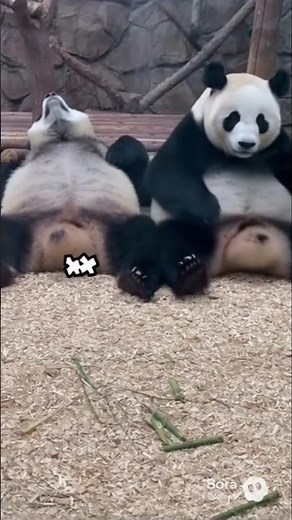 Shocking recation of panda on fart