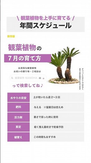 観葉植物の育て方スケジュール #観葉植物 #観葉植物のある暮らし