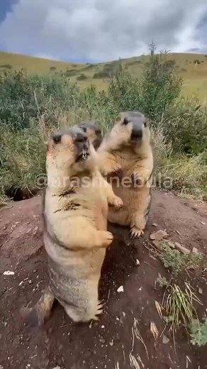 Oji-san?? 😆 #japanesememes #japaneseculture #animelovers #anime #japantrip #japantravel #japan #animefan #japanese | Itadakimasu