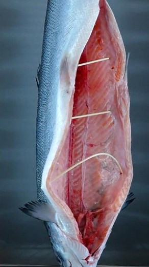 Greatest Salmon Ever!