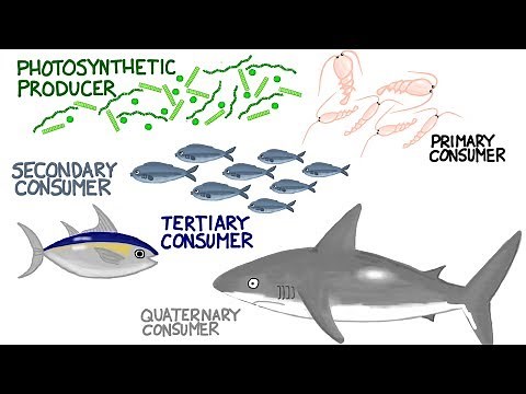 Marine Nutrient Cycle and Energy Flow