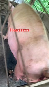 Maraming dapat pagdaanan na dapat mong labanan sa pag hog Hog Farming #workers #farming #reelsviralシfb #reelschallenge #qualigold #Qualifeeds #tips #workes #work #farminglife | Lancekie Colonia Aresco