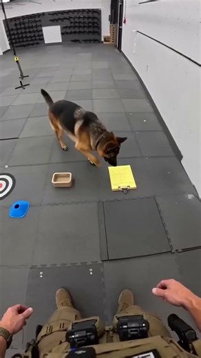 Bullseye command drill 🐾🎯⚡🏹 #K9Obedience #GermanShepherdTraining #DogTrainer #WorkingDog #Seedance2